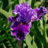 Iris germanica Louisa's Song