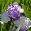 Iris germanica 'Patriotic Heart'