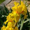 Iris germanica 'Preferred Stock'