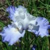 Pale blue flowers of Iris 'Lark Rise'