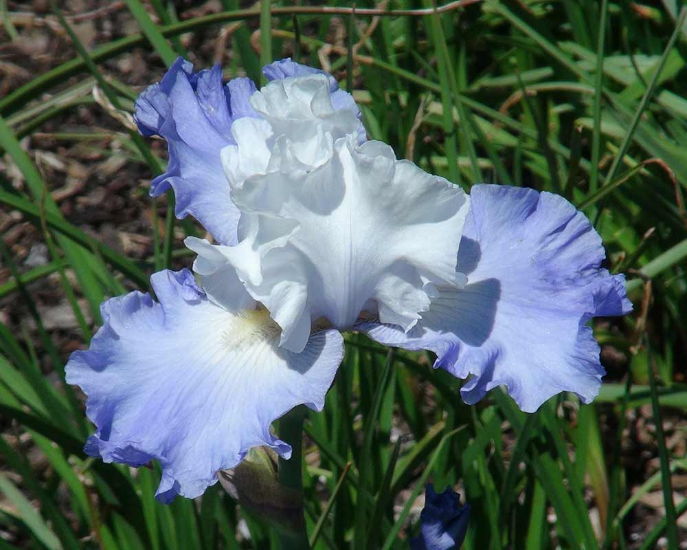 Pale blue flowers of Iris 'Lark Rise'