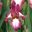 Iris hybrid 'Crinoline' has maroon and white flowers