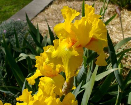 Iris germanica 'Preferred Stock'