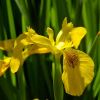Iris pseudocoris