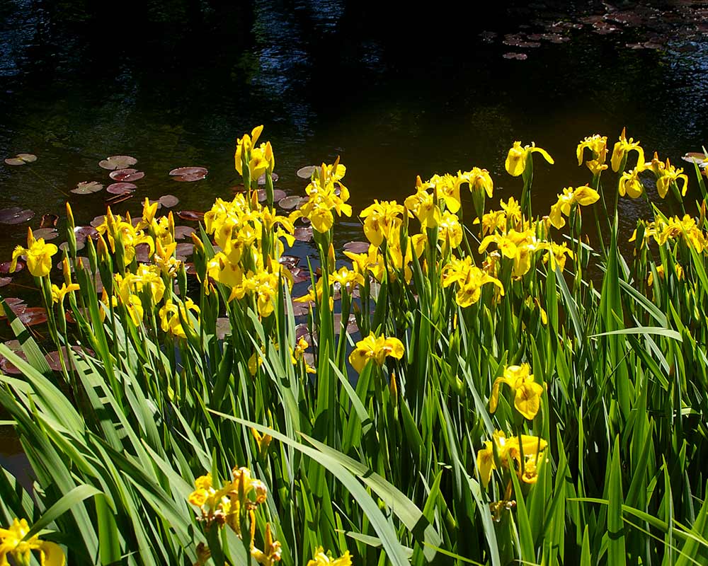 Iris pseudocoris - the water flag - well named