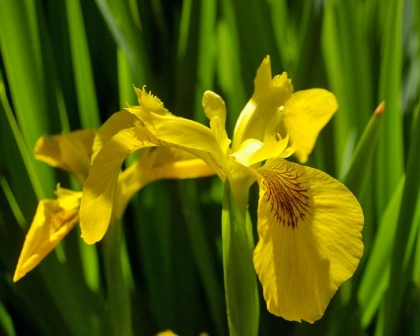 Iris pseudacoris