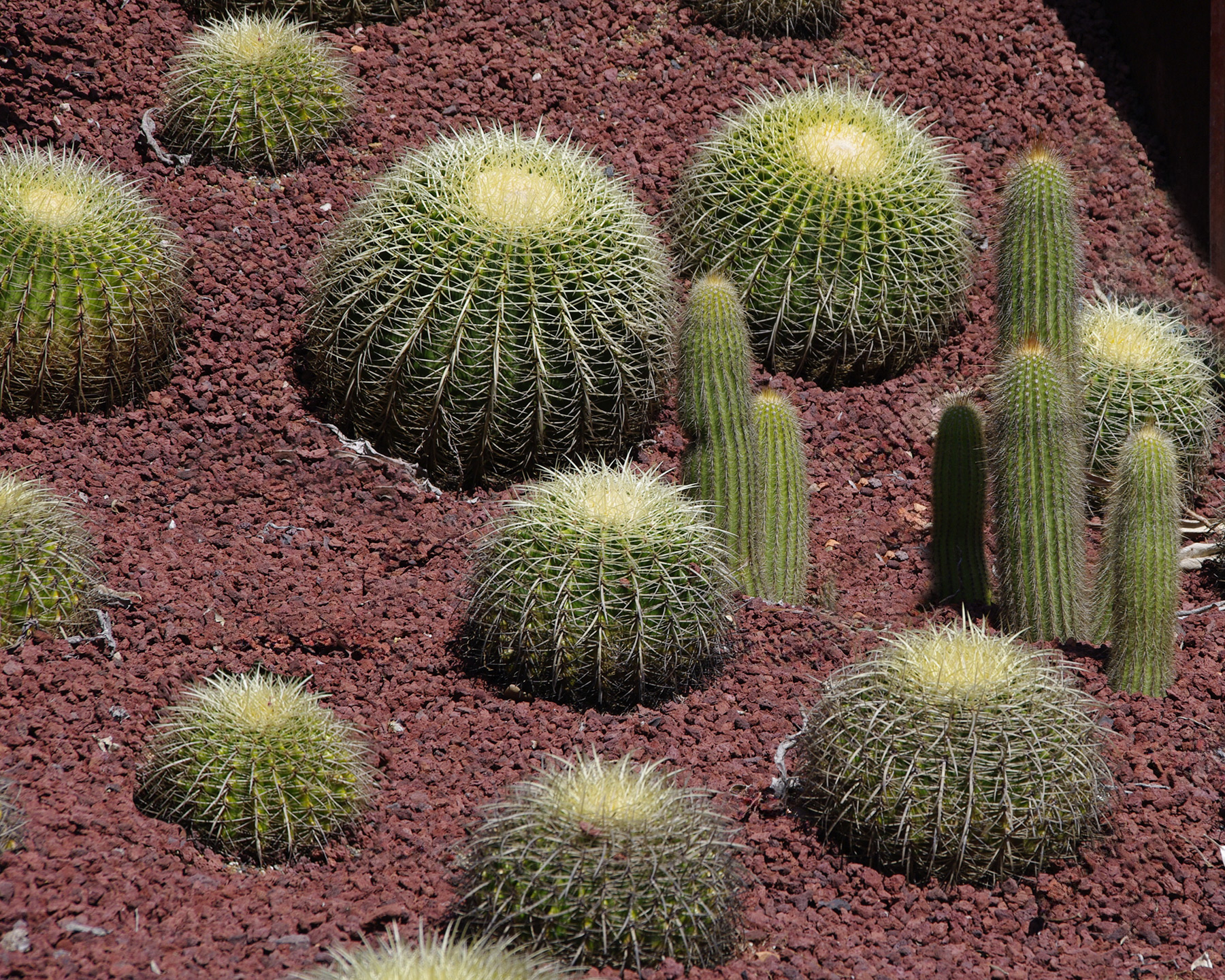Echinocactus grusonii - Golden Barrel Cactus - Sydney Botanic Gardens