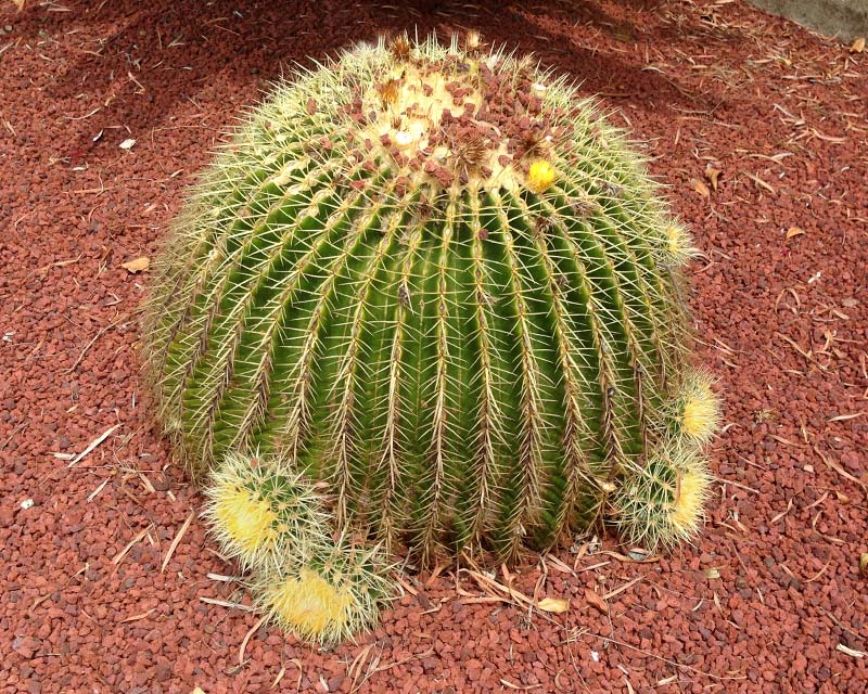 Echinocactus grusonii. Small pups form around the base of the Golden Barrel Cactus