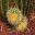 Echinocactus grusonii.  Small pups of Echinocactus grusonii or Golden Barrel Cactus