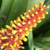 Aechmea caudata or Tail Bromeliad