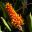 Aechmea caudata or Tail Bromeliad