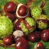 Aesculus hippocastanum - Horse-chestnut or conker tree. The shiney brown fruit are known as conkers in UK and buckeyes in the USA - photo Solipsist