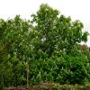 Horse chestnut - too big for average sized gardens