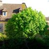 Aesculus hippocastanum - the Horse Chestnut tree, this one in the Dordogne region of France at Sarlat.