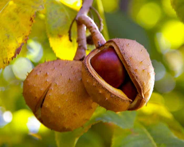 Aesculus hippocastanum - Horse-chestnut or conker tree. The shiney brown fruit are known as conkers in UK and buckeyes in the USA