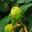 Aesculus hippocastanum nut - the conker
