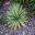 Agave angustifolia 'Marginata'