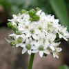 Allium tuberosum - Garlic Chives