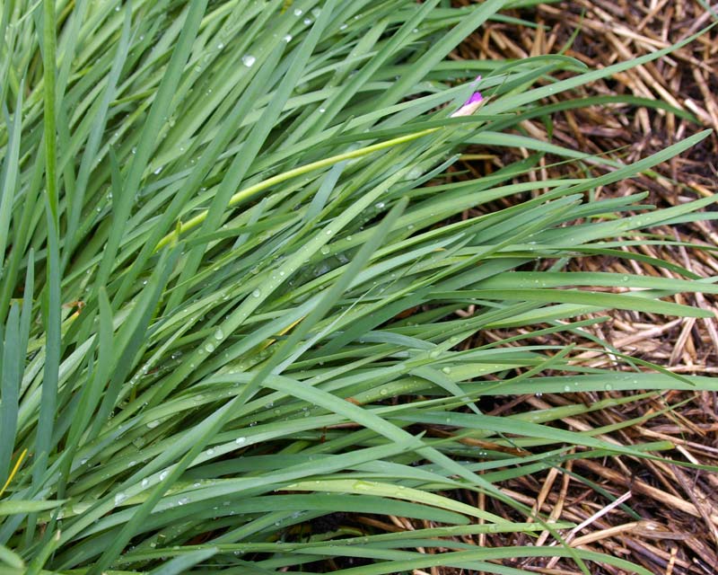 Garlic chives - Allium tuberosum - narrow strap-like leaves