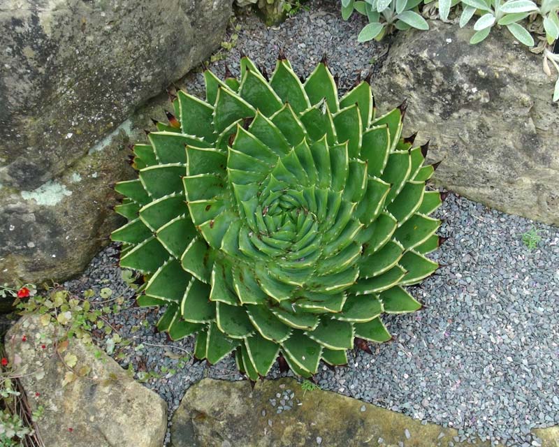Aloe polyphylla - perfect feature plant for rockeries