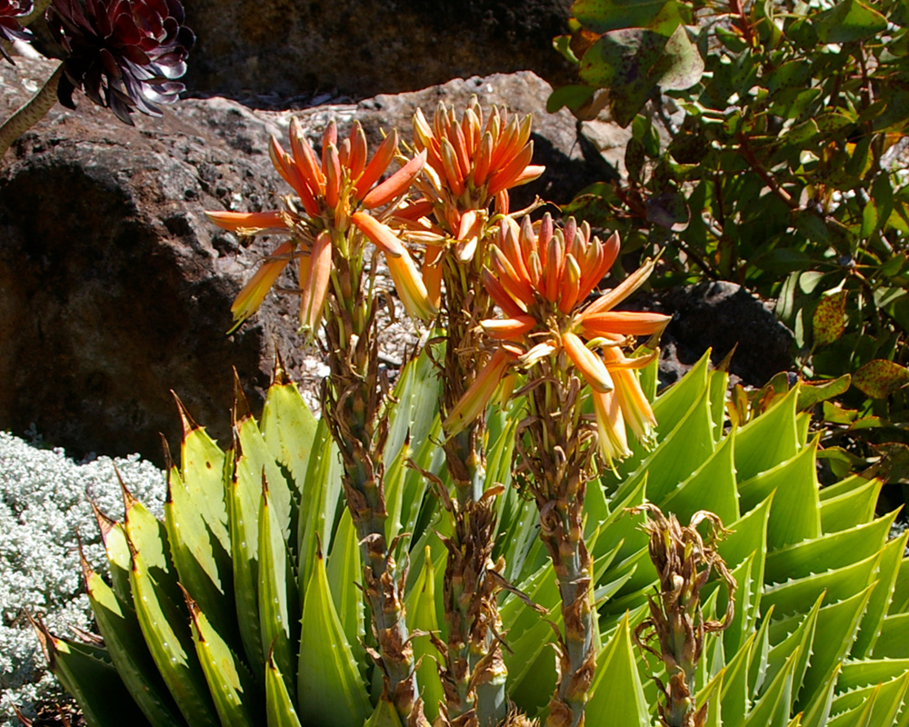 Aloe polyphylla flowers