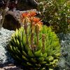 Aloe polyphylla.  In flower