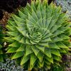 Aloe polyphylla.  Spiral aloe from Lesotho - graphically striking, a wonderful specimen