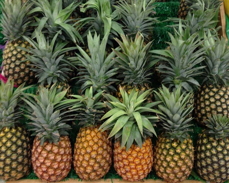 Ananas comosus, Pineapple