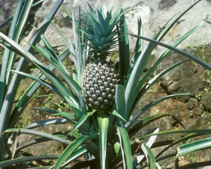 Ananas comosus, Pineapple - very easy to grow, especially from North NSW upwards