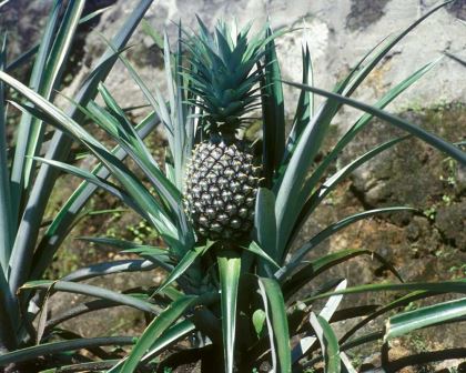 Ananas comosus, Pineapple - very easy to grow, especially from North NSW upwards