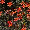 Bidens 'Campfire' two tone red flowers