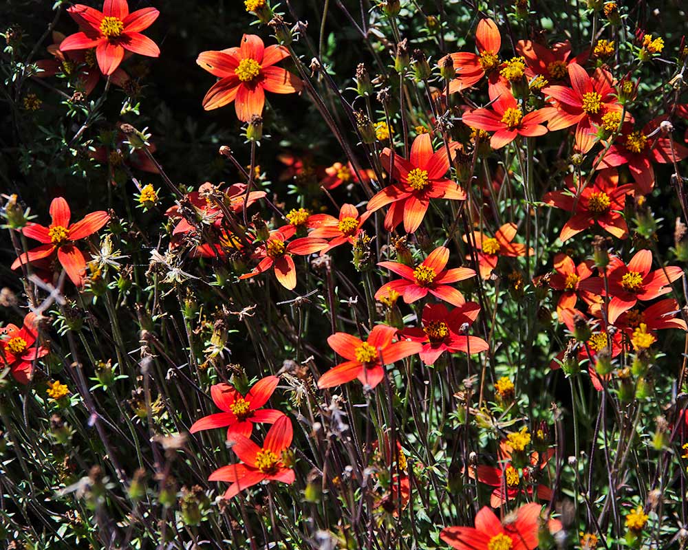 Bidens 'Campfire' two tone red flowers