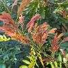 Calliandra haematocephala - new pink/bronze leaves in spring