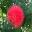 Red Powder Puff Plant - Calliandra haematocephala