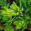 Callistemon viminalis Little John foliage - very soft