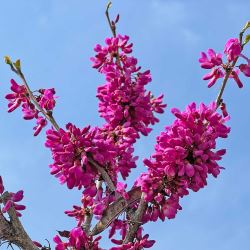 Cercis chinensis 