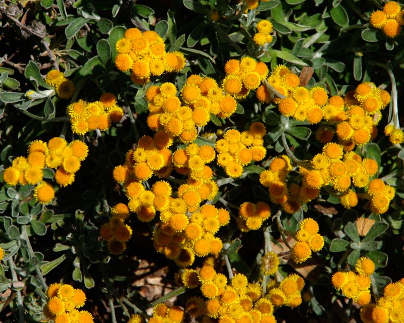 Chrysocephalum apiculatum syn Helichrysum apiculatum Desert Flame - deep yellow/orange centres and tiny yellow petals