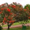 Corymbia ficifolia - good specimen for average gardens, delivers huge colour in summer