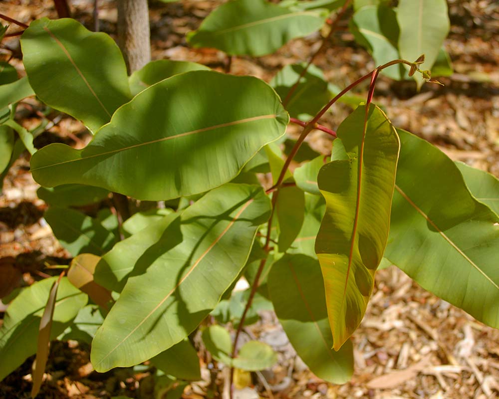 Corymbia ptychocarpa - Swamp Bloodwood