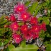 Corymbia ptychocarpa and Corymbia ficifolia cultivar, 'Summer Glory'