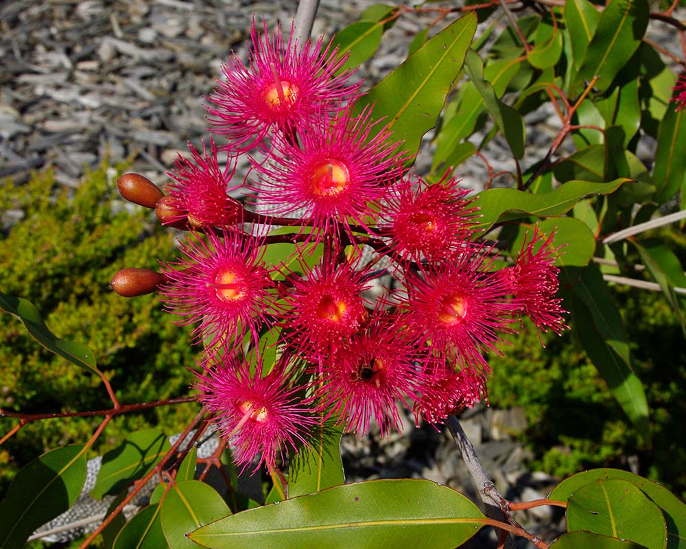 Corymbia ptychocarpa and Corymbia ficifolia cultivar, 'Summer Glory'