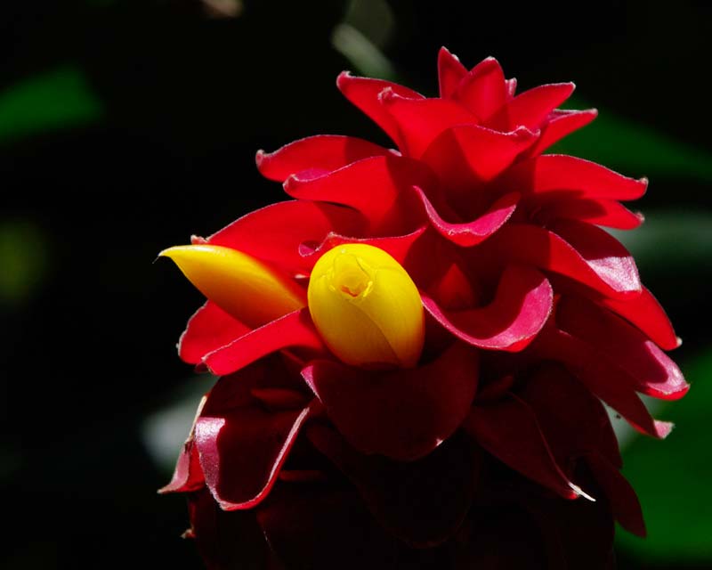 Spiral ginger red and yellow flower heads-Costus comosus var. barkeri previously known as Costus barbatus