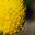 Pycnosorus globosus - Billy Buttons Flower head made up of masses of small yellow flowers