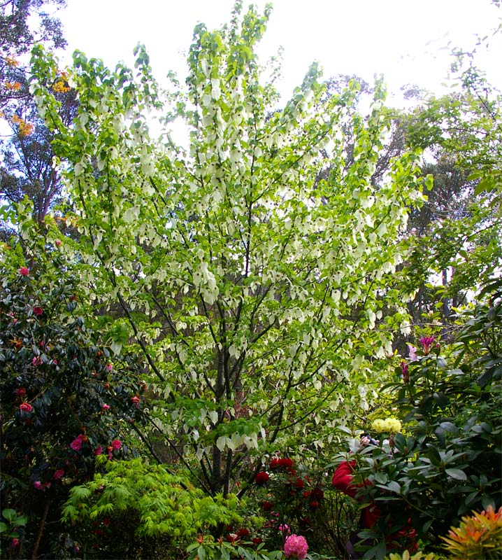 Davidia involucrata - handkerchief tree in full bloom