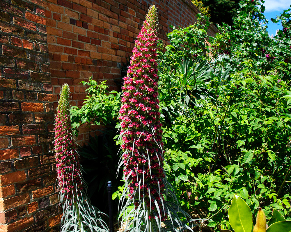 Echium wildpretii - Tower of Jewels makes a powerful statement in any garden, even if it is only every other year.