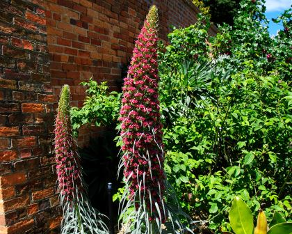 Echium wildpretii - Tower of Jewels makes a powerful statement in any garden, even if it is only every other year.