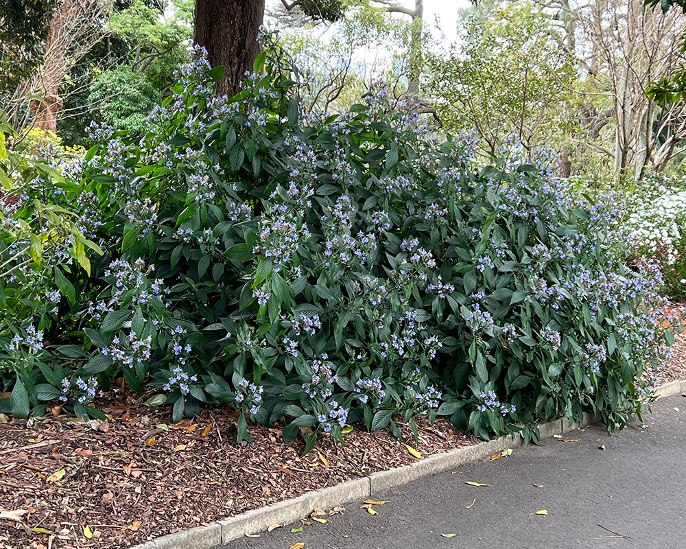 Eranthemum pulchellum - Blue Sage