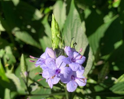 Eranthemum pulchellum - Blue Sage