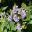 Eranthemum pulchellum -  Blue Sage or Blue Eranthemum