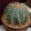 Ferocactus glaucescens - Blue Barrel Cactus as seen at Chelsea Flower Show